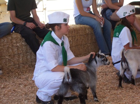 Minnie Me in 4-H... Got Milk?