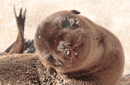  Sea Lion Galapagos Islands