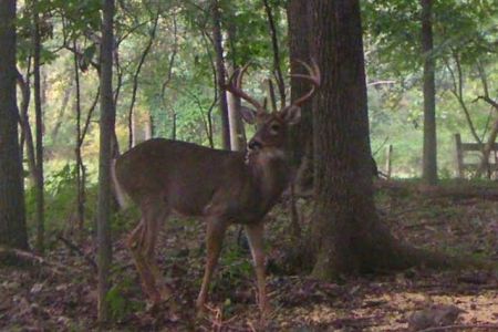 The Buck I missed in my back yard