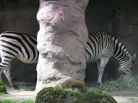 Extra long zebra