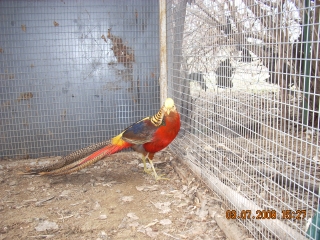 A Chinese Golden Pheasant.