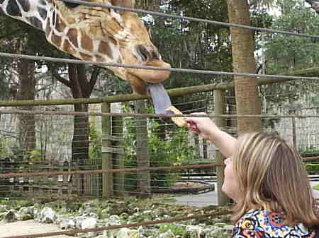 Getting Friendly with a Giraffe