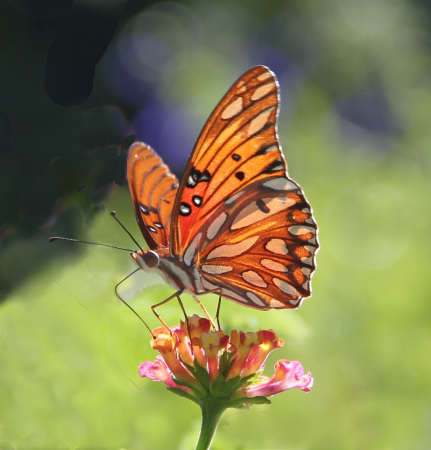 Monarch Butterfly in LA.