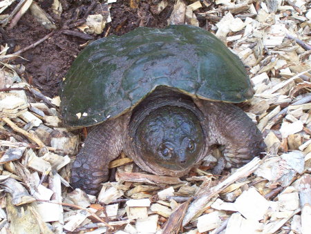 Mama Turtle