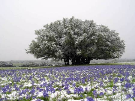 Texas Bluebonnets in April snow.