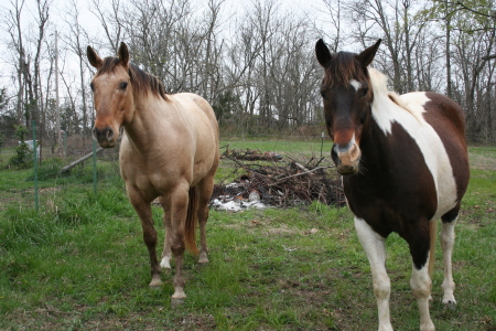 babe and cody