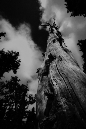 a dead tree, hurricane ridge