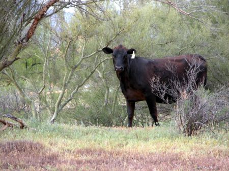 Cows