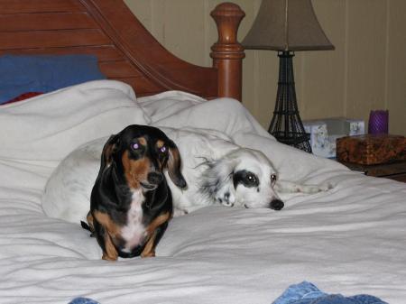 Our babies - Cooper & Patches