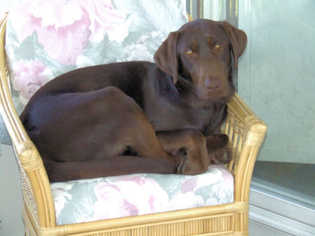 In the sun porch