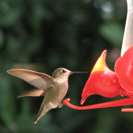 Hummingbird,"Oh_Crap"
