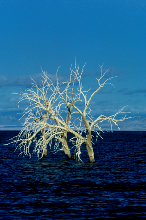 Salton Sea