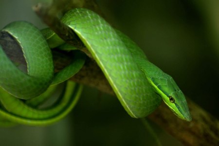 Green Vine Snake