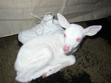 Albino Fawn