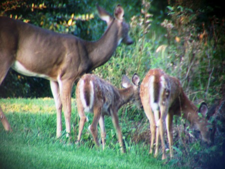 MAMA AND HER BABIES