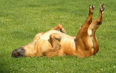 Charlie my English Mastiff