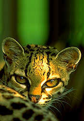 margay