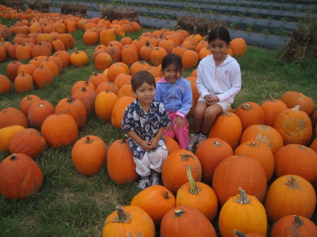 Pumpkin Patch