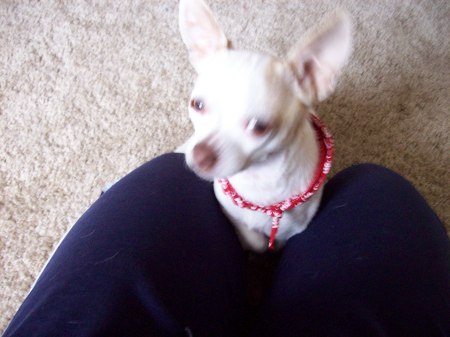 Our dog, December 2006