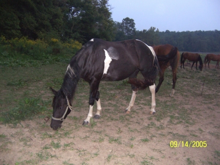 more of my horses