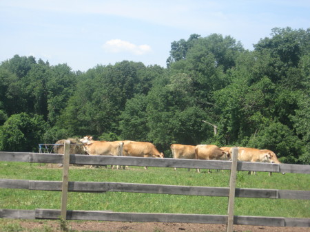 Jersey Cows in Pasture