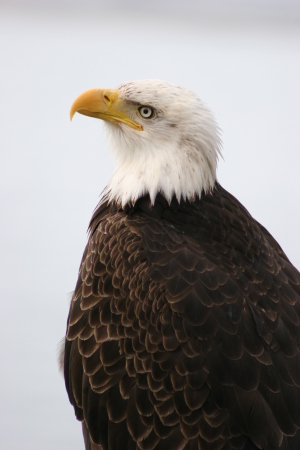 Small Kodiak Eagle