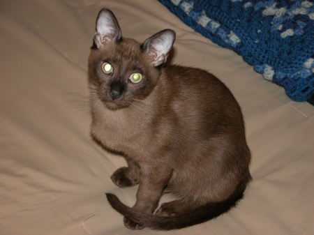 My Tonkinese Cat - Logan