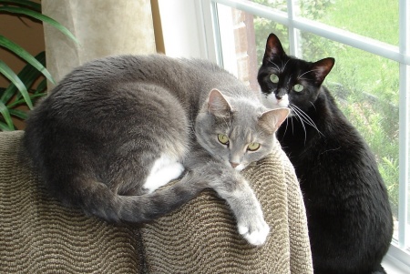 Our cats.  Grey/white - Chrissy, Black/white - Samantha "Sam"