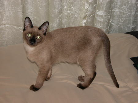 My other Tonkinese Cat - Nyxy