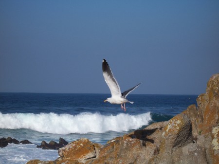 Seagull in Carmel, Ca.
