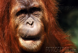 orangutan_~bxp36580