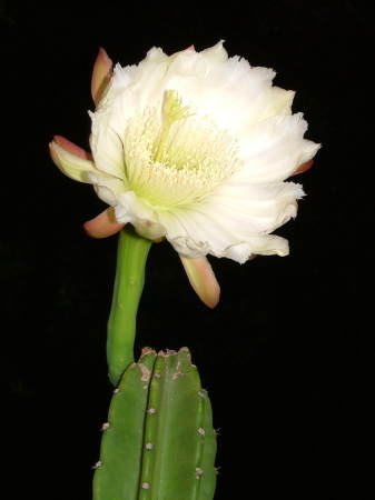 Cactus flower