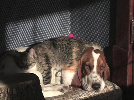 Homeless the Dog & Cat 1