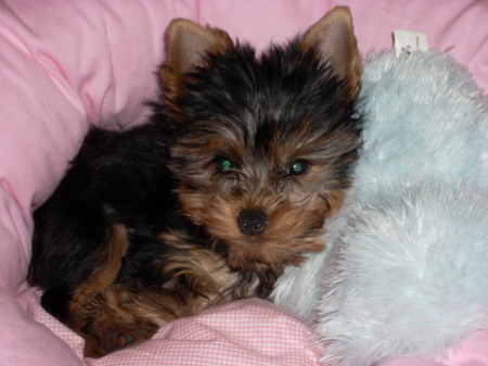 zoey with her toy