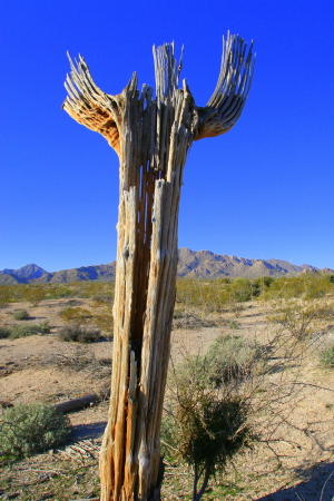 SAGUARO CONDUCTOR