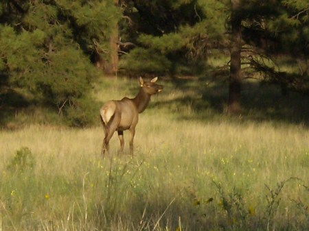 elks in the wild