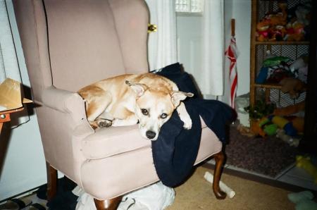 tigger awake in chair