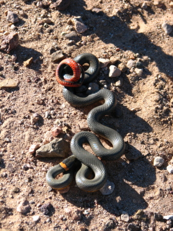 Ringneck snake