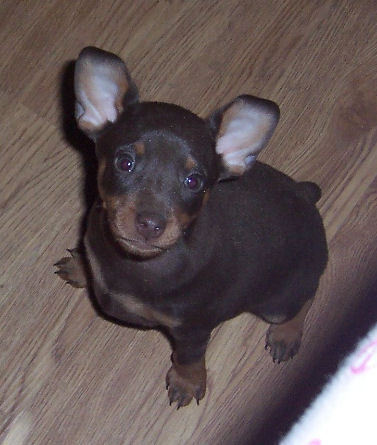 one of my min pin puppies