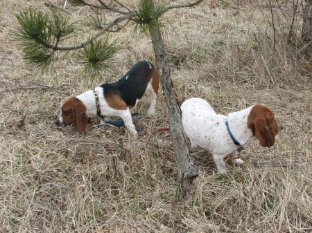 Two Red Heads