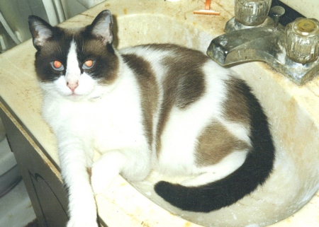 Cat in her hot-tub