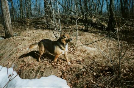 Ozma- Our other pet dog. Taken in my backyard