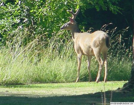 Deer in back yard Toledo Washingon