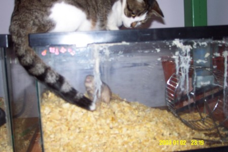 Cat checking out former gerbil