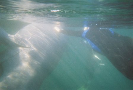 Snorkeling with the Manatees