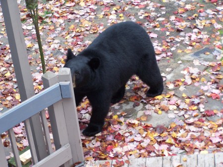 A New Friend in my Back Yard