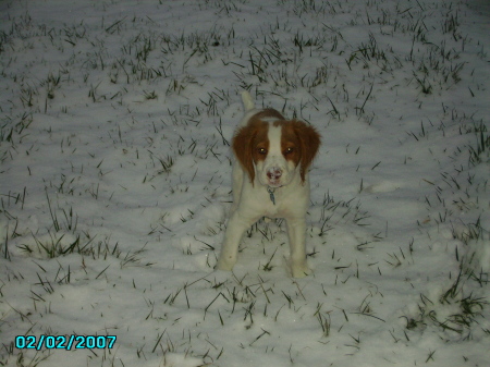 Our new "baby" Sammy in the snow