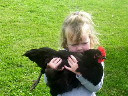 The Little Chicken Rustler