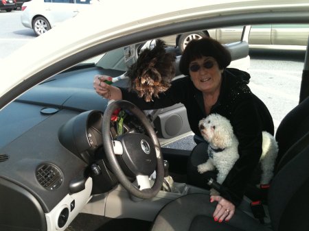Susan and Snowball in her Herbie VW