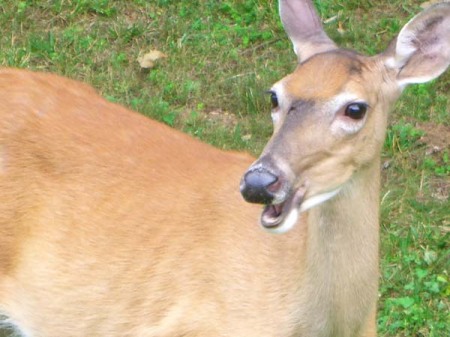 Bambi on the Blueridge Parkway